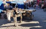 images/2018_Marokko/tag07/teil1/tag0702.jpg