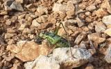 images/Reiseberichte/2016_2_Kroatien/2_grasshopper/gh06.jpg